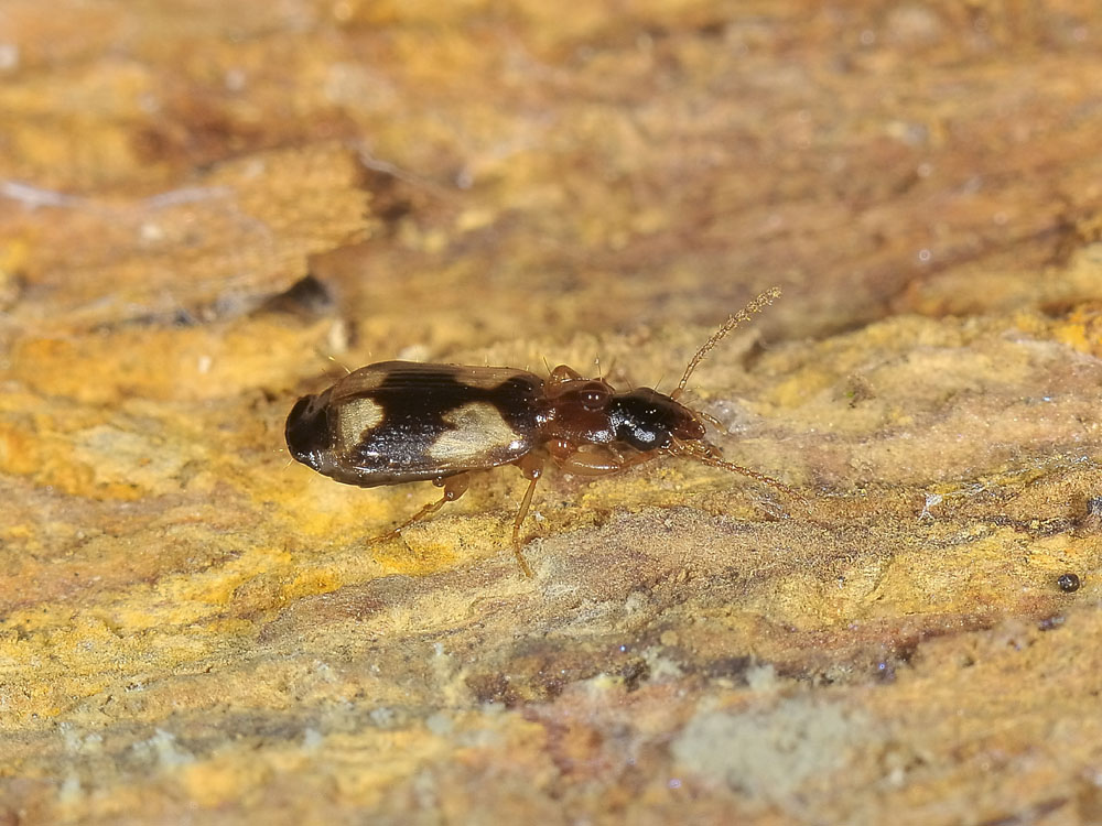 Philorhizus quadrisignatus (Carabidae)